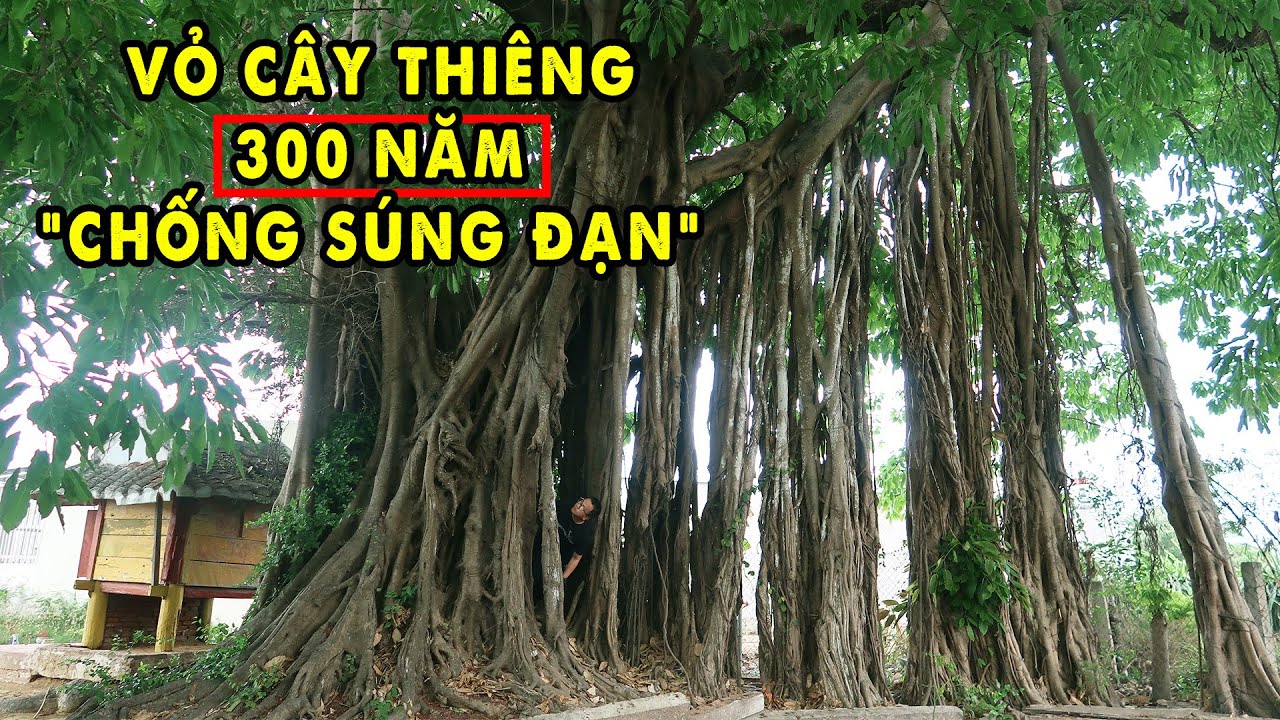 Vỏ Cây 300 tuổi dùng Trấn Yểm Mũi Tàu Biển Phan Thiết
