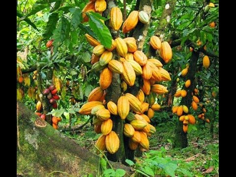 (Bob Santo and the omintiminim)-onyame nkoara ne hene