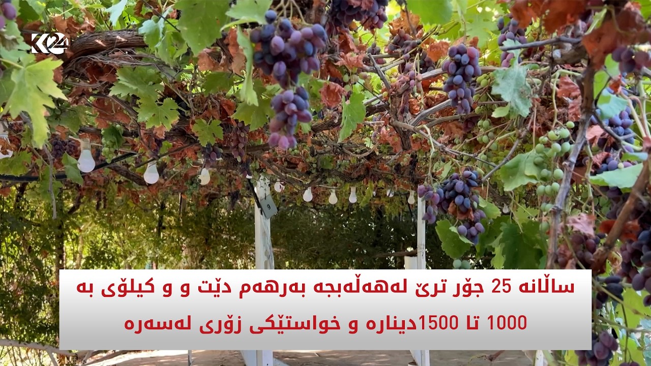 ڤیدیۆ | ساڵانە 25 جۆر ترێ لەهەڵەبجە بەرهەم دێت و و کیلۆی بە 1000تا 1500دینارە و خواستێکی زۆری لەسەرە