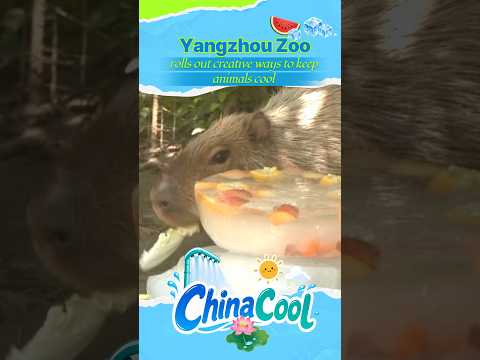 Yangzhou Zoo rolls out creative ways to keep animals cool #ChinaCool
