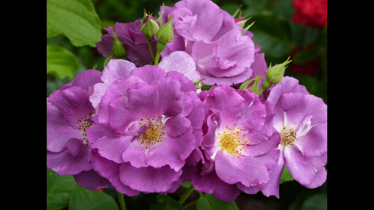 Розы. Цветение розы Рапсоди ин Блю.