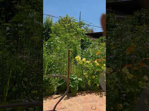 Nacimiento de las primeras mantis  #mantisreligiosa  #huerto  #nacimientodemantis #bichito #plagas