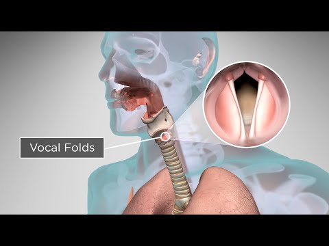 How Does the Human Body Produce Voice and Speech?