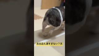 パパをお出迎えするワンコ🐶 #フレンチブルドッグ #vlog #イッヌ #犬のいる暮らし #ワンコ