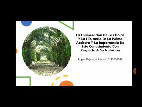 Filotaxis de Palma Aceitera