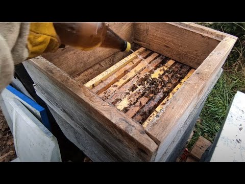 Пчеловодство.Контрольная ревизия перед заморозками. Заключительная обработка щавельной кислотой пчёл