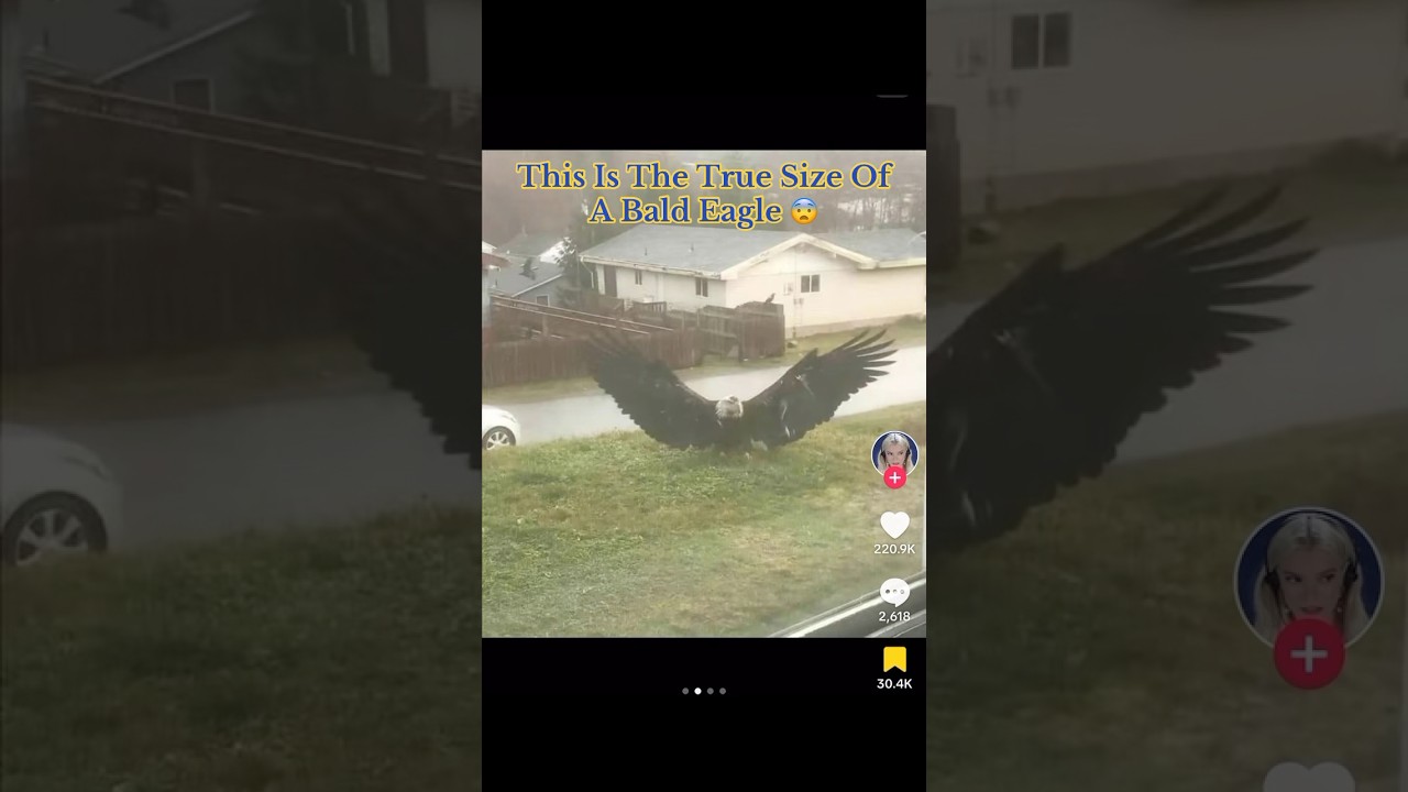 This Is The True Size Of A Bald Eagle 😳 #interesting