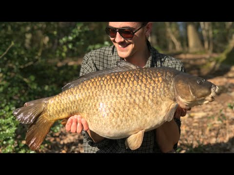 Carpfishing, A Super old estate lake common! Long range fishing with choddys!