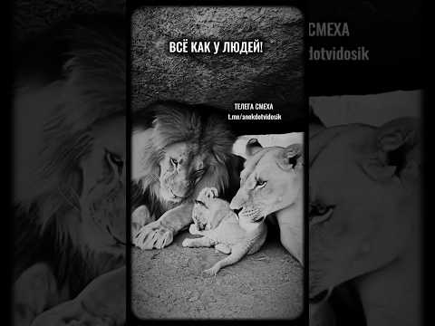 Всё, как у людей! 😁 #юмор #прикол #funny #смех #приколы #memes