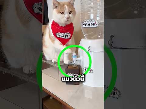 แมวตัวนี้กดน้ำได้แม่นสุดๆ