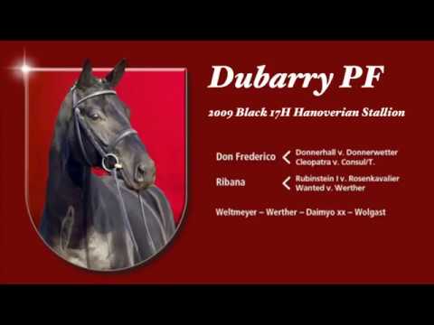 Dubarry PF Hanoverian Stallion