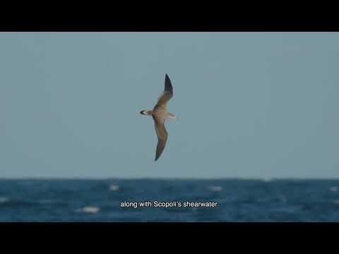 Migratory birds campaign at Illa de l'Aire, Menorca (2025)