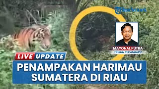 Ketakutan Warga Siak Riau, Viral Video Kemunculan Harimau Sumatera di KM 7 Jalan Lintas Siak-Dayun