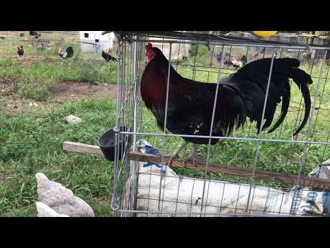 Cup feeding young Penny Hatch
