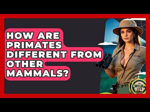 How Are Primates Different From Other Mammals? - The Wild Life Explorer