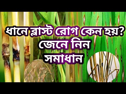 ধানের ব্লাস্ট রোগ প্রতিকার