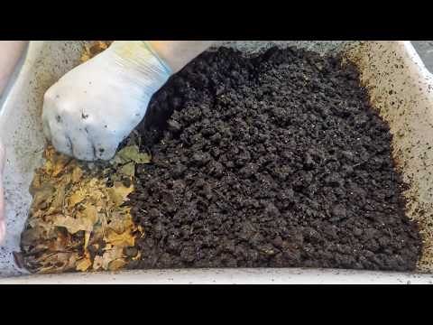 Check-in & feeding of all my worm bins, includes checking outside bins - vermicomposting
