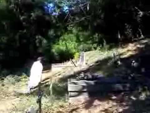 GROBLJE ZIMZELENA SPASITELJU DOBRI  MOV00195