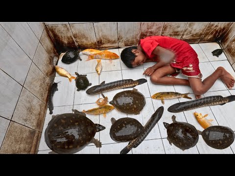 Snakehead Fish Tank Aquarium Cleaning with Girl 4K Ultra HD Relaxation