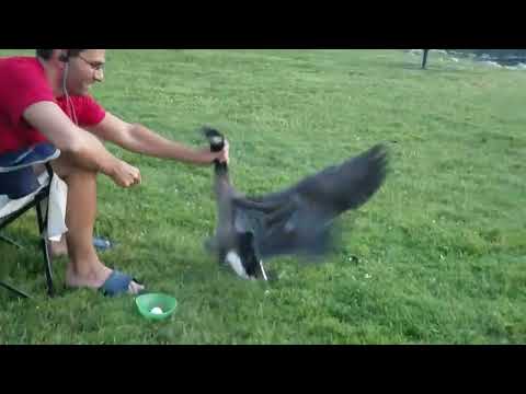 Grabbing a goose