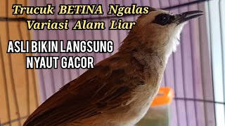 Download lagu Trucuk Betina Memanggil Jantan Ngerol Ngalas Variasi Alam Liar - AMPUH MEMANCING BUNYI AUTO GACOR mp3