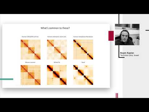 N. Kaplan, "Understanding 3D genome organization with explicit probabilistic models"