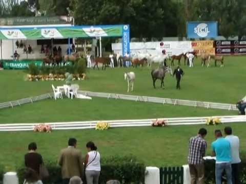 Zuquita das Lezirias