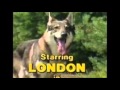 Littlest Hobo Maybe Tomorrow theme song 
