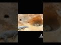 Komodo Dragon Komodo Dragon Attack Komodo Dragon Hunting Komodo Dragons Komodo Komodo Dragon Eating