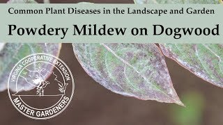 Powdery Mildew on Dogwood - Common Plant Diseases in the Landscape and Garden
