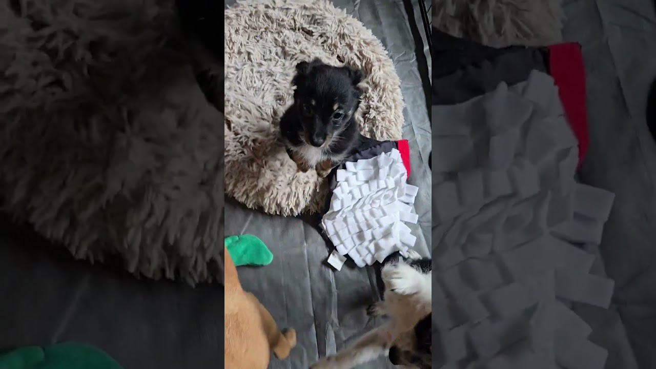 Zigmo, an adopted mixed breed in Evergreen, CO video 6/6