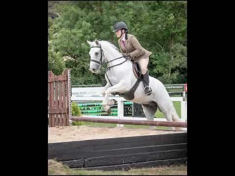 Lot 232 Connemara Pony Sales Saturday 21st Feb - Image 2