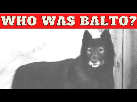 Who was BALTO, the sled dog?