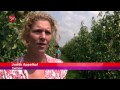 Nieuws van 29-07-2014