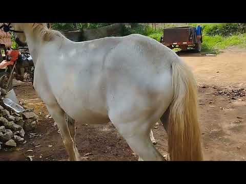 quando a égua rejeita o portinho o que fazer?