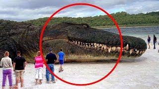 Top 10 Biggest Animals In The World You Need To See