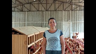 Família Pires de Assungui trabalha com granja de galinhas poedeiras