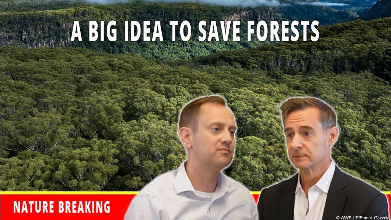 COP30’s Big Idea: The Tropical Forest Forever Facility