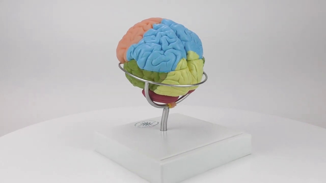 Studying the human brain (MABR08)