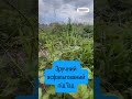 Видео превью