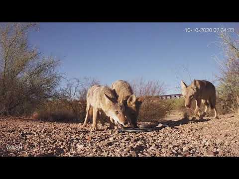 Coyote Pack Behavior: Subservience