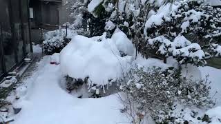 【Streaming Test】配信テスト 大雪どんくらい？ How heavy is the snow?