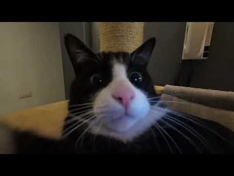 Super Marietto Bros - Gatto matto!