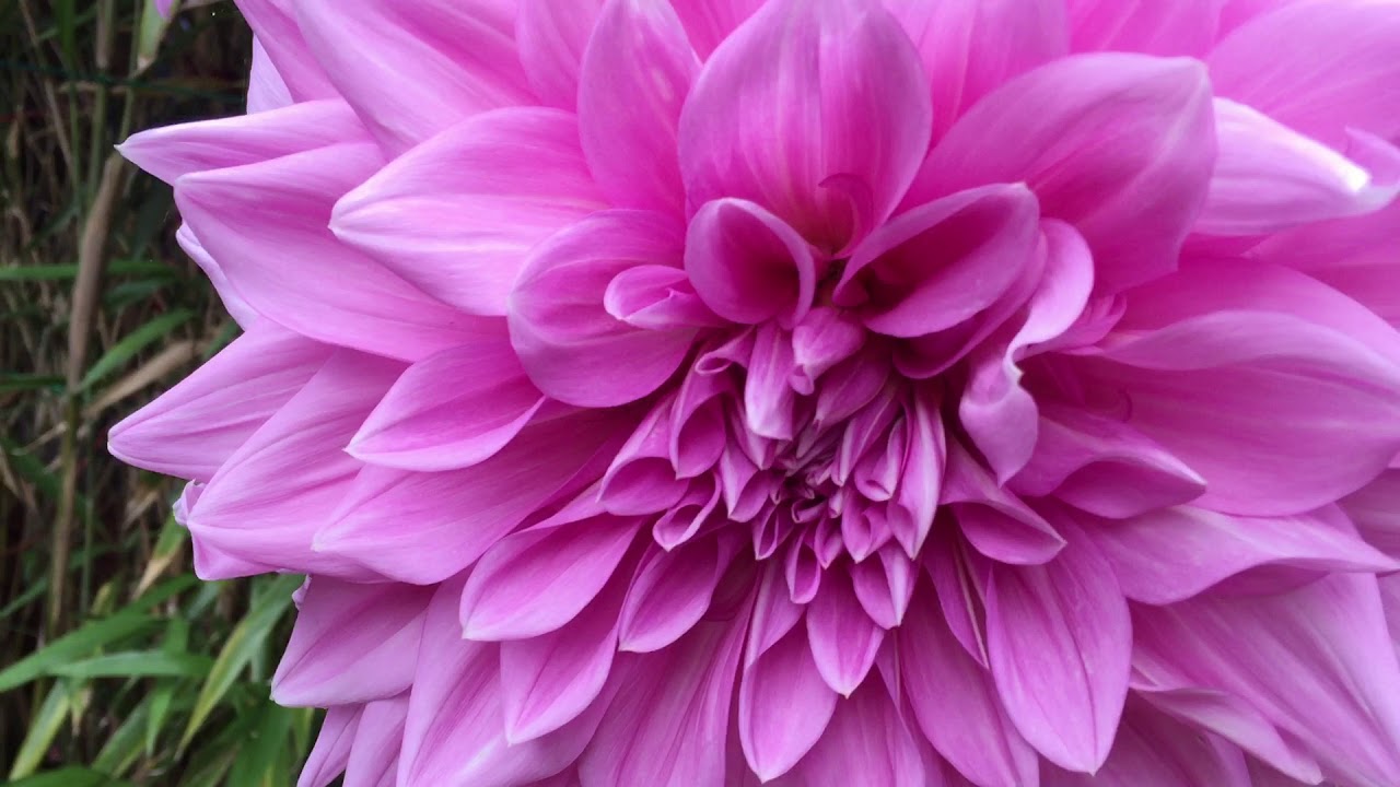 Георгина «Lavander Perfection» в горшке/ Dahlia «Lavander Perfection» in pot.