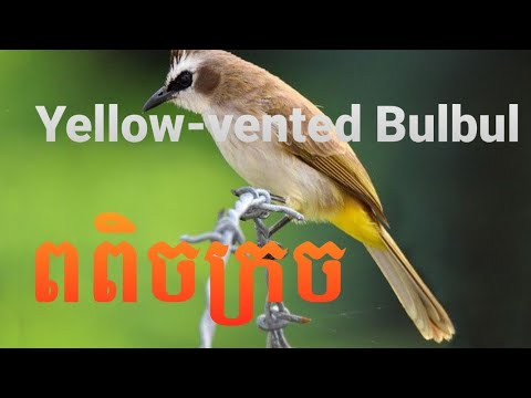 Bulbul žltotrtáčový (Pycnonotus goiavier) — video o speve a chove