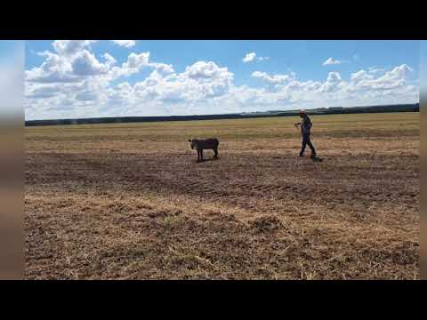 RESGATE DE UM ANIMAL SILVESTRE DA ESPÉCIE TAPIRUS TERRESTE, NOME POPULAR ANTA BRASILEIRA  EM UMA PROPRIEDADE RURAL AS MARGENS DA BR 364 NO MUNICÍPIO DE ALTO GARÇAS.