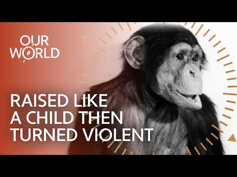 The Hidden Danger Of Raising Chimps (4K Documentary)