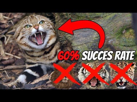 Which is the Deadliest Cat On The Planet?
