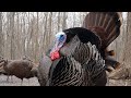 Wild Forest Turkeys - 10 Hours - April 5, 2021