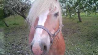 preview picture of video 'Alan (Haflinger)'